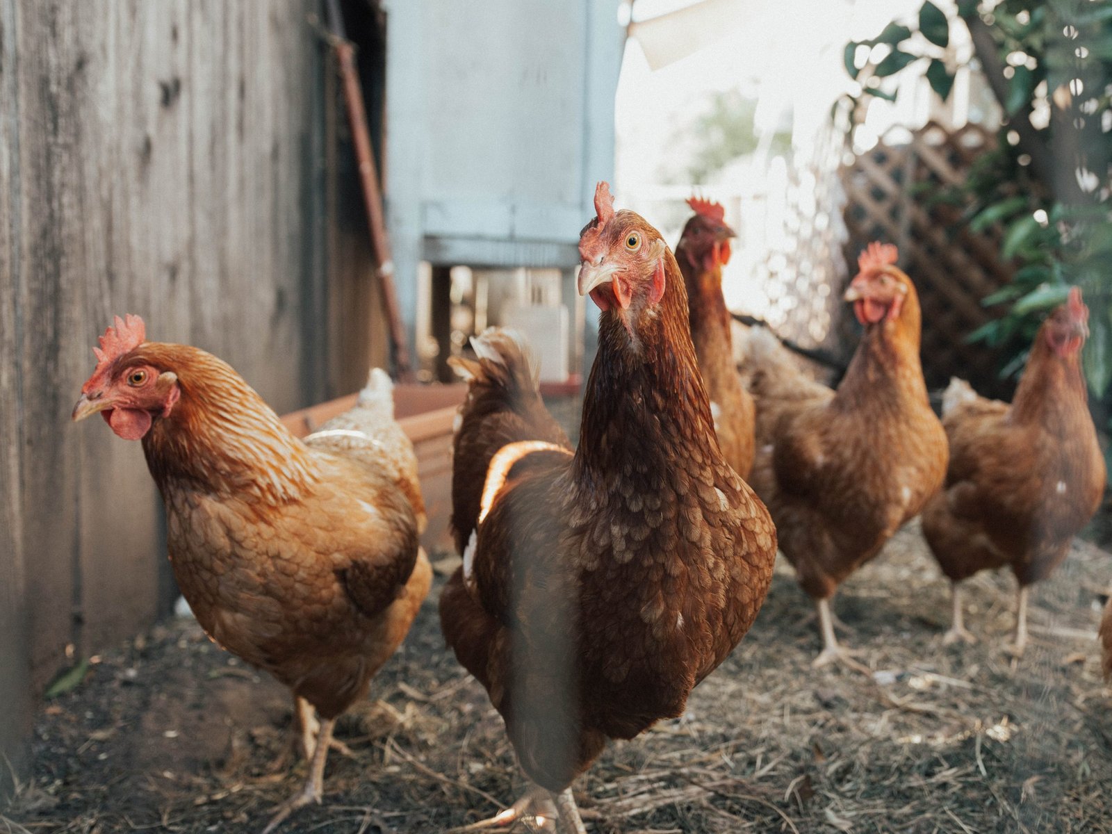 pasture raised chickens